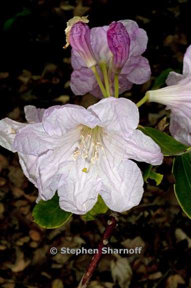 rhododendron fortunei subsect fortunea 1 graphic